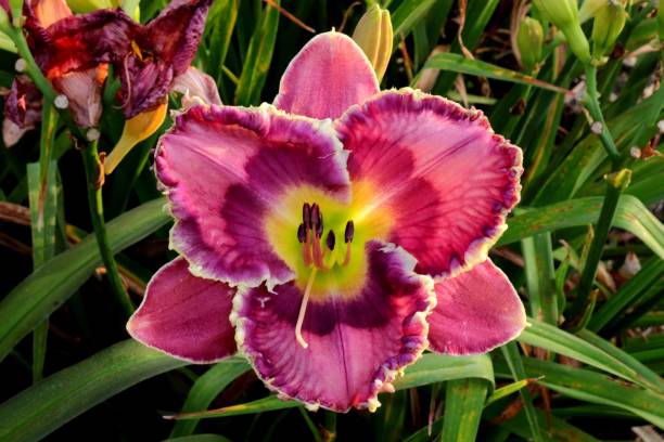 istock Diversity of Lily 1160476359