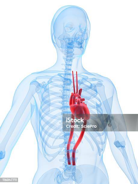 Human Heart Stock Photo - Download Image Now - Abdomen, Anatomy, Biology