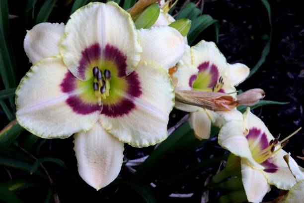 istock Diversity of Lily 1160478316