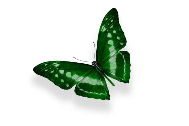 istock tropical green butterfly. isolated on white 1160478611
