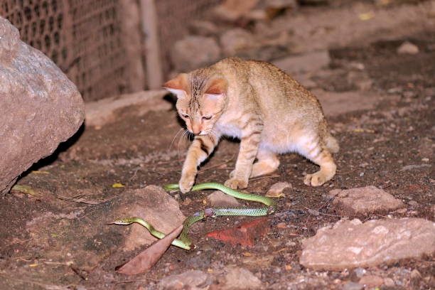 istock Predator cats are fighting with green snakes 1160480782