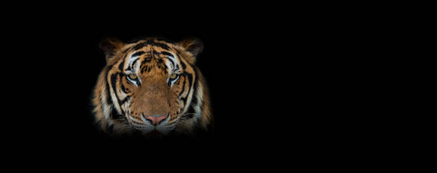 istock Close up Tiger face, isolated on black background. 1160486769