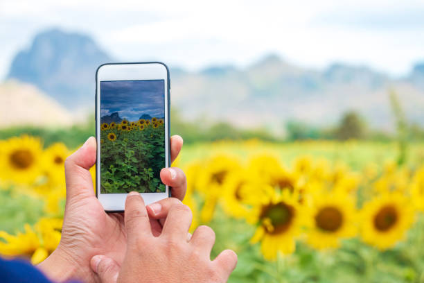 istock hand using phone taking photo beauty sunflower field. 1160486778