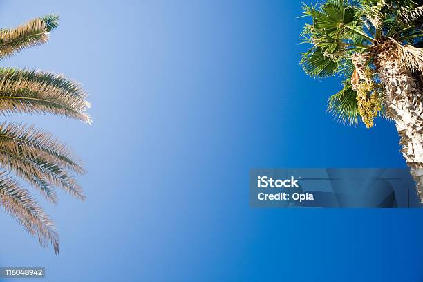 Palm Tree Stockfoto und mehr Bilder von Baum - Baum, Bildhintergrund, Blau