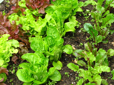 Green salad on the field