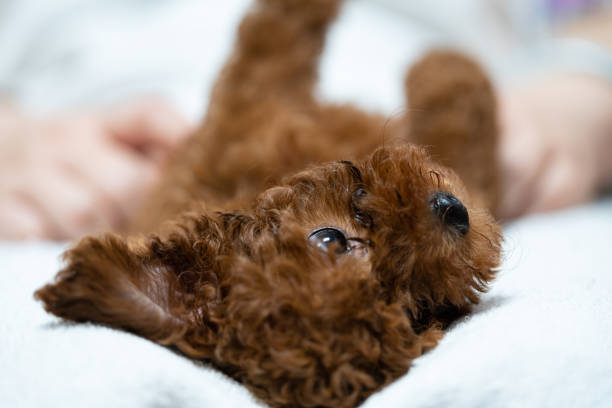 istock Poodle dog is lying and sleeping in woman's lap 1160494798
