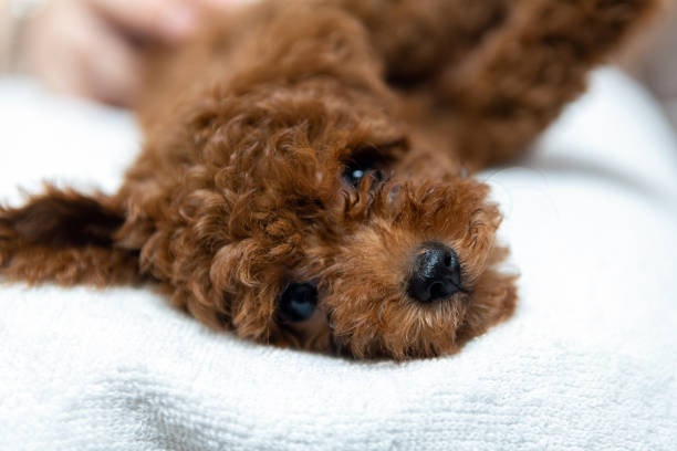 Poodle dog is lying and sleeping in woman's lap
