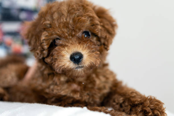 istock Poodle dog is lying and sleeping in woman's lap 1160494821