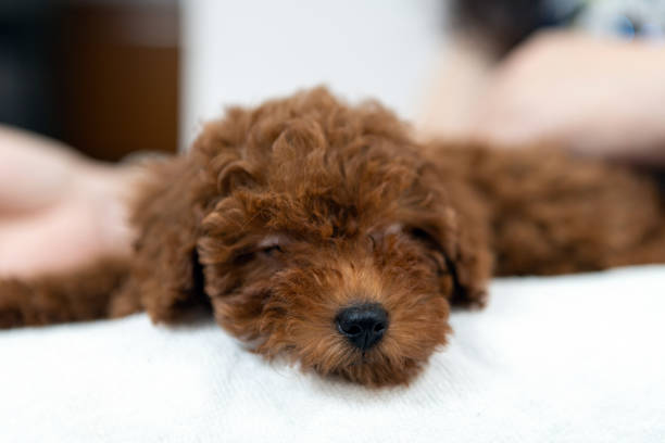 istock Poodle dog is lying and sleeping in woman's lap 1160494874