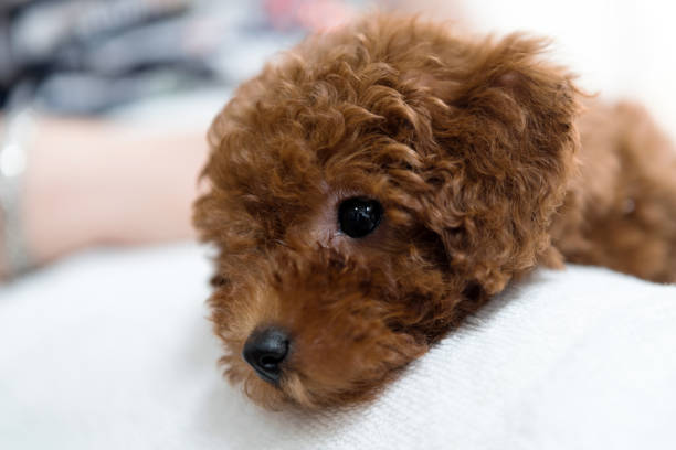 istock Poodle dog is lying and sleeping in woman's lap 1160494875