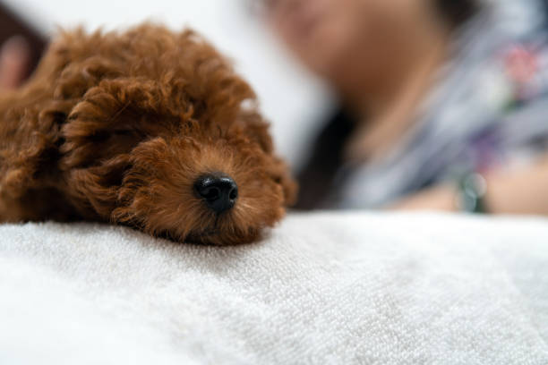 istock Poodle dog is lying and sleeping in woman's lap 1160494876