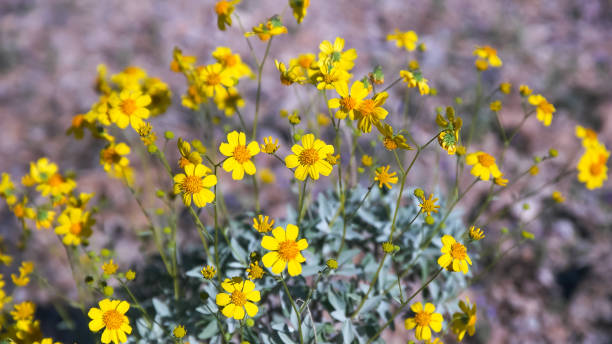 flores de sillisbos amarillos cerca de ajo en arizona - organ pipe cactus fotografías e imágenes de stock