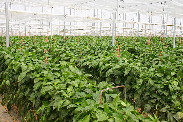 pepe plantation - greenhouse pepper murcia spain foto e immagini stock