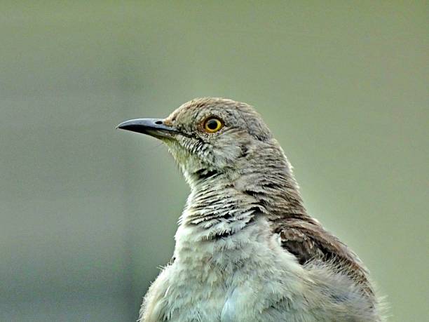 istock Northern Mockingbird (Mimus polyglottos) portrait 1160501053