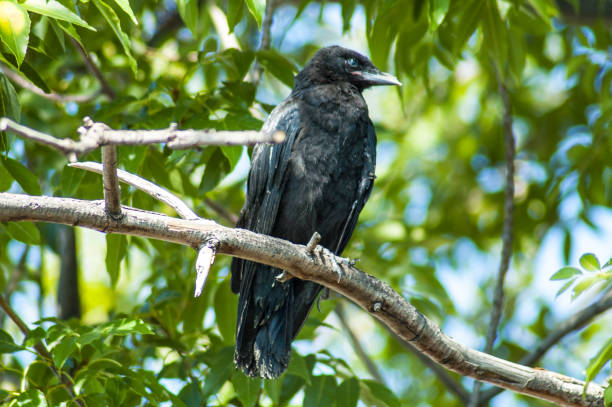 istock Large Crow on Tree branch looks out from perch 1160501182