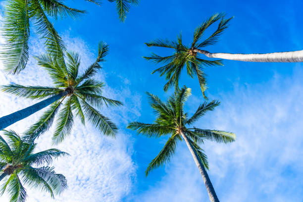 istock Beautiful coconut palm tree on blue sky 1160503388
