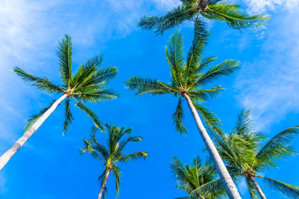 istock Beautiful coconut palm tree on blue sky 1160503391