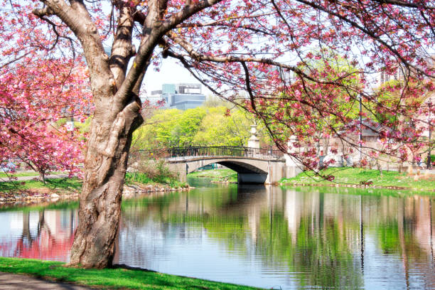 istock tree beginning to bloom in the beginning of spring 1160503539