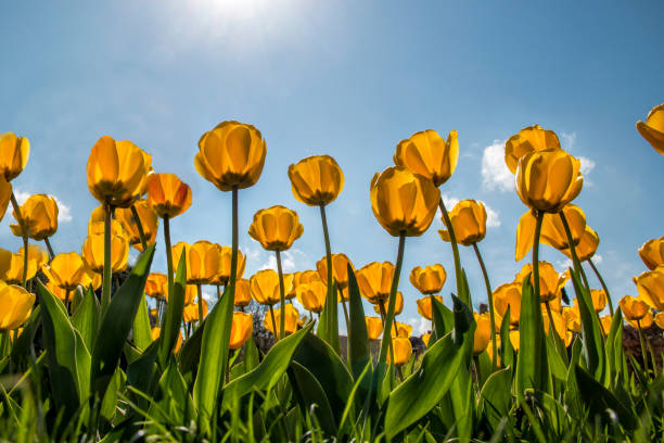 istock yellow tulips growing in the spring 1160504161