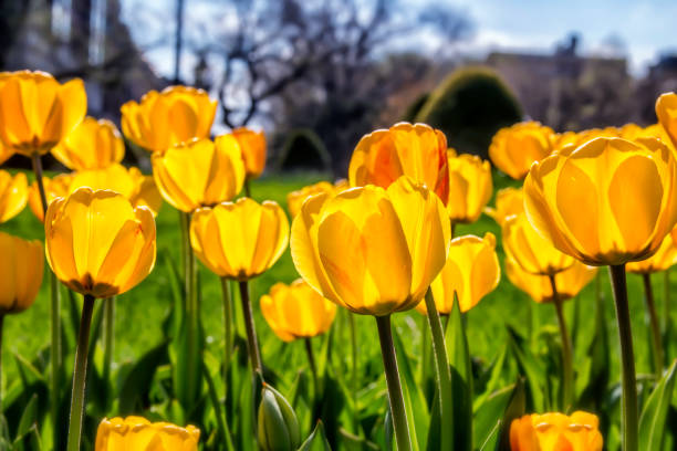 istock yellow tulips growing in the spring 1160504215