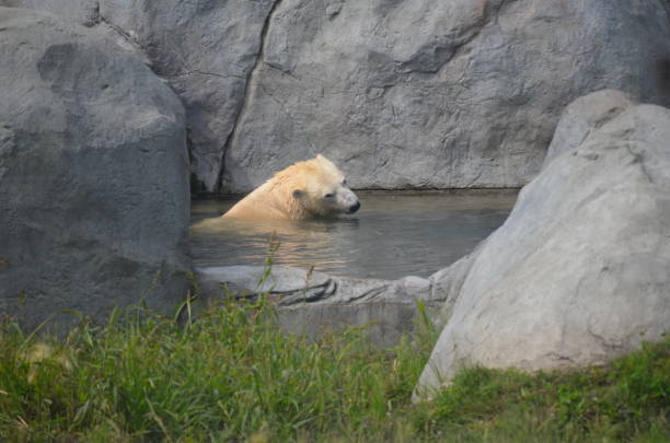istock Polar Bear in a Zoo Pond 1160504238