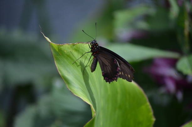 istock A Beautiful Black Color Butterfly 1160504239