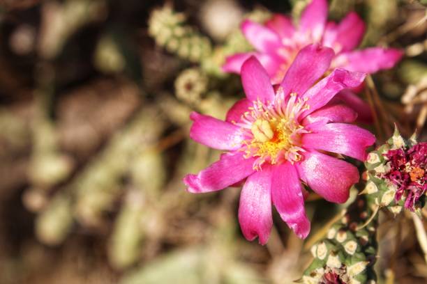 istock CYLINDROPUNTIA HYBRIDS - 29 PALMS - 060219 B 1160505199