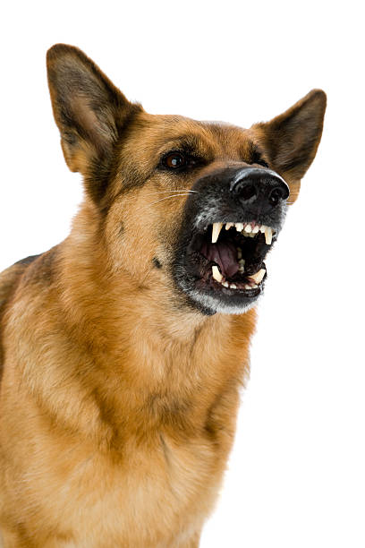Angry dog stock photo