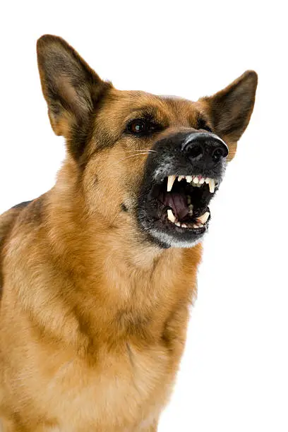 Photo of Angry dog