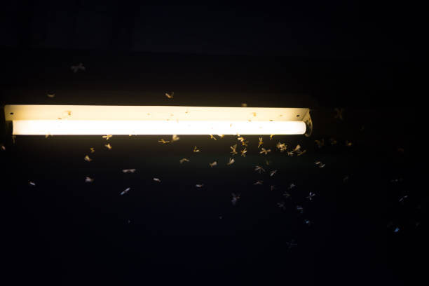 istock blur moth flying in the fire ,the neon light in night time, it's raining time. 1160506917