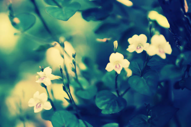 istock white wild grass flower  blooming in nature 1160506992