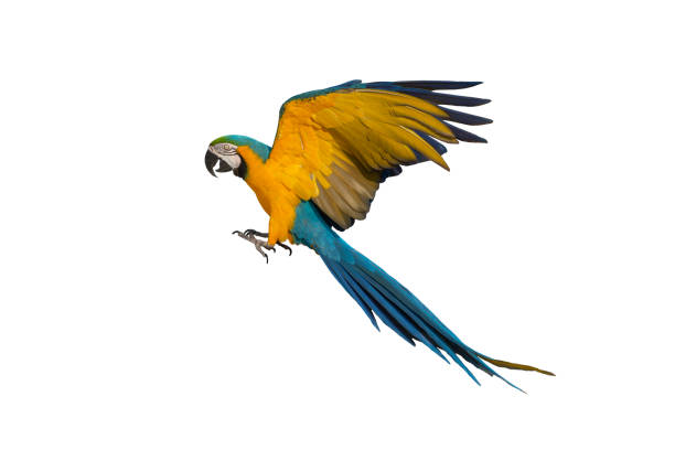 istock Macaw flying isolated on white background ,blue and gold 1160508673
