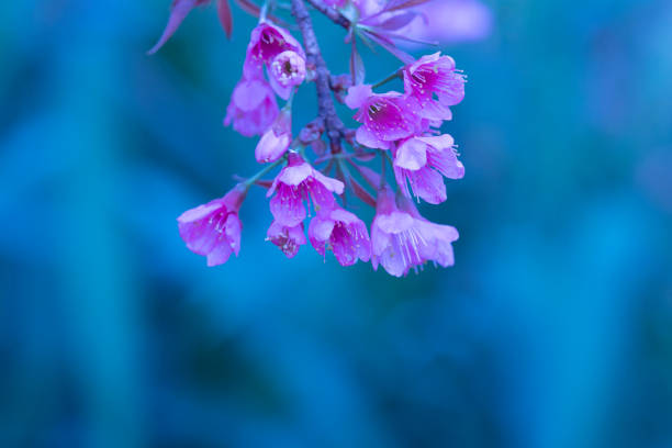 istock Beautiful wild Himalayan cherry for background 1160508683