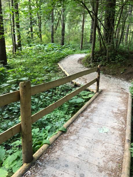 istock Walking  Path toward  Zelenci Lake, Slovenia 1160508726