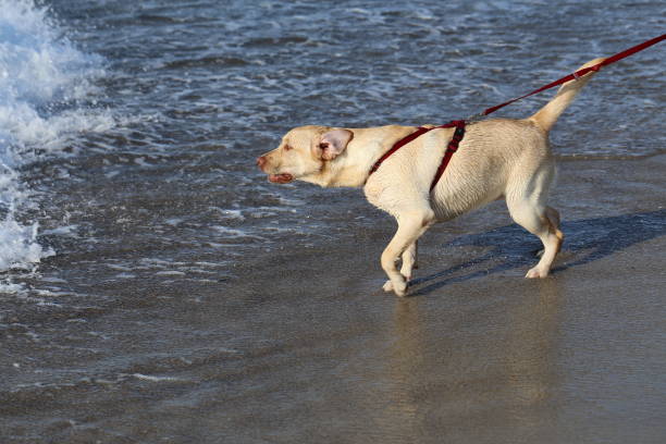 istock dog on the beach 1160509834