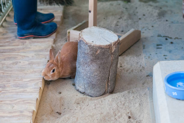 A brown cute rabbit trying to hide behind the log, little bunny