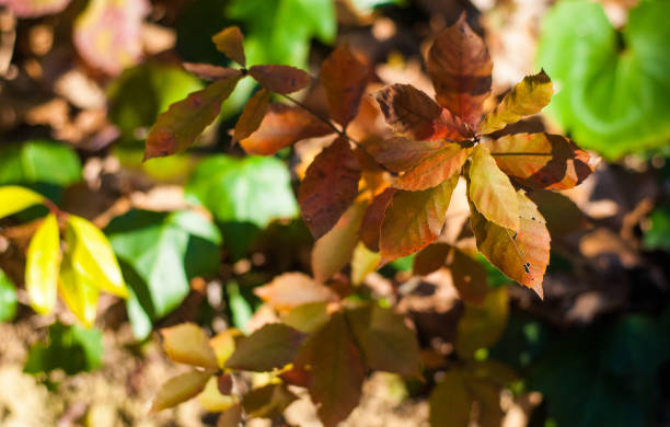 istock Color changing leaves focused from top view with perfect sunlight look beautiful 1160509968