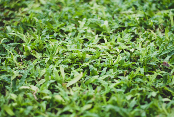istock Fluffy-looked green grass focused in the center, look so peaceful 1160510021