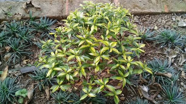 istock Green Plant in Hotel Garden 1160510053