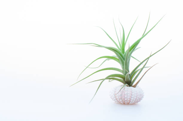 Minimalist Air Plants in sea urchin Minimalist Air Plants with Urchins bromeliad photos stock pictures, royalty-free photos & images