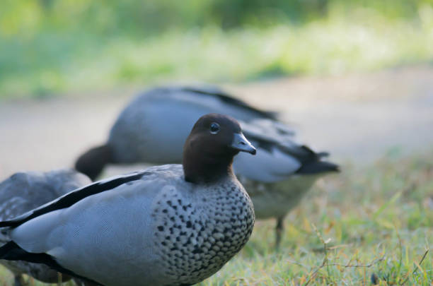 Australian wood ducks foraging on grass, Chenonetta jubata