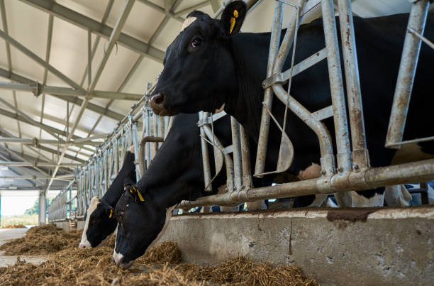 istock beautiful cows in a modern barn 1160513330