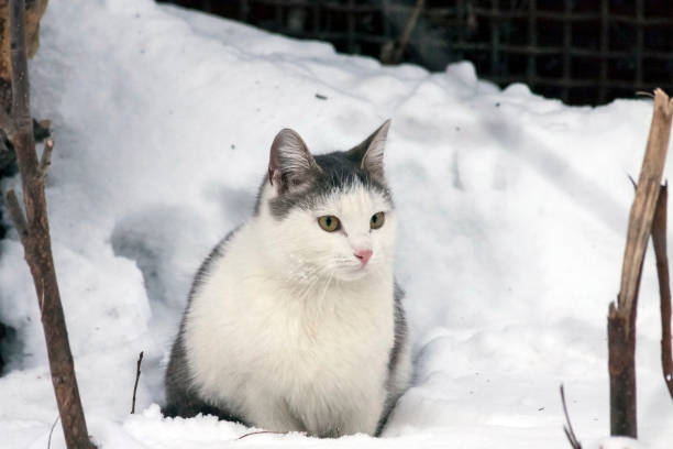 istock white gray cat sitting in the snow 1160514914