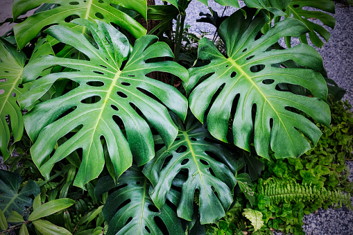 Monstera deliciosa plants in the garden Tropical leaves background