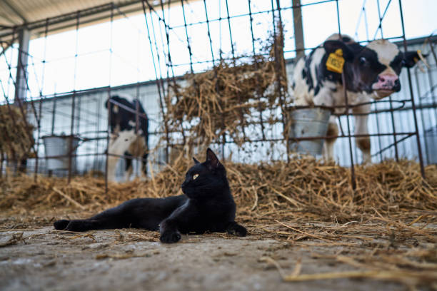 istock cat near calves on the farm 1160515713