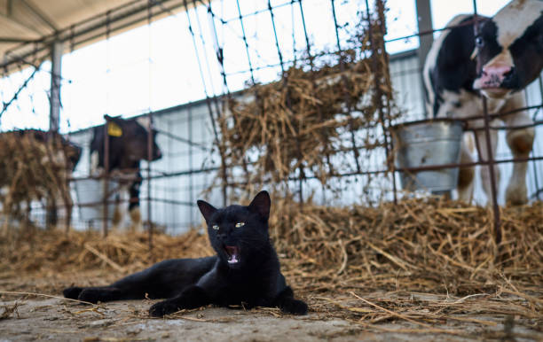 istock cat near calves on the farm 1160515780