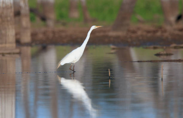 istock Great Egret wading in shallow water wetland 1160516518