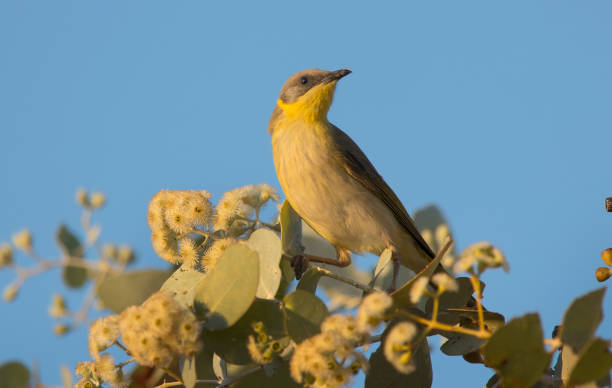 Grey-fronted Honeyeater in flowering wattle tree stock photo