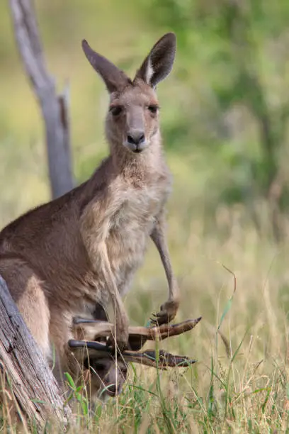 Photo of Kangaroo with joey