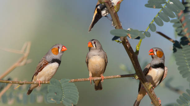istock Three Zebra Finches on a branch 1160516742